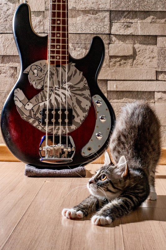 Meowsic Man Stingray Bass Cat Pickguard